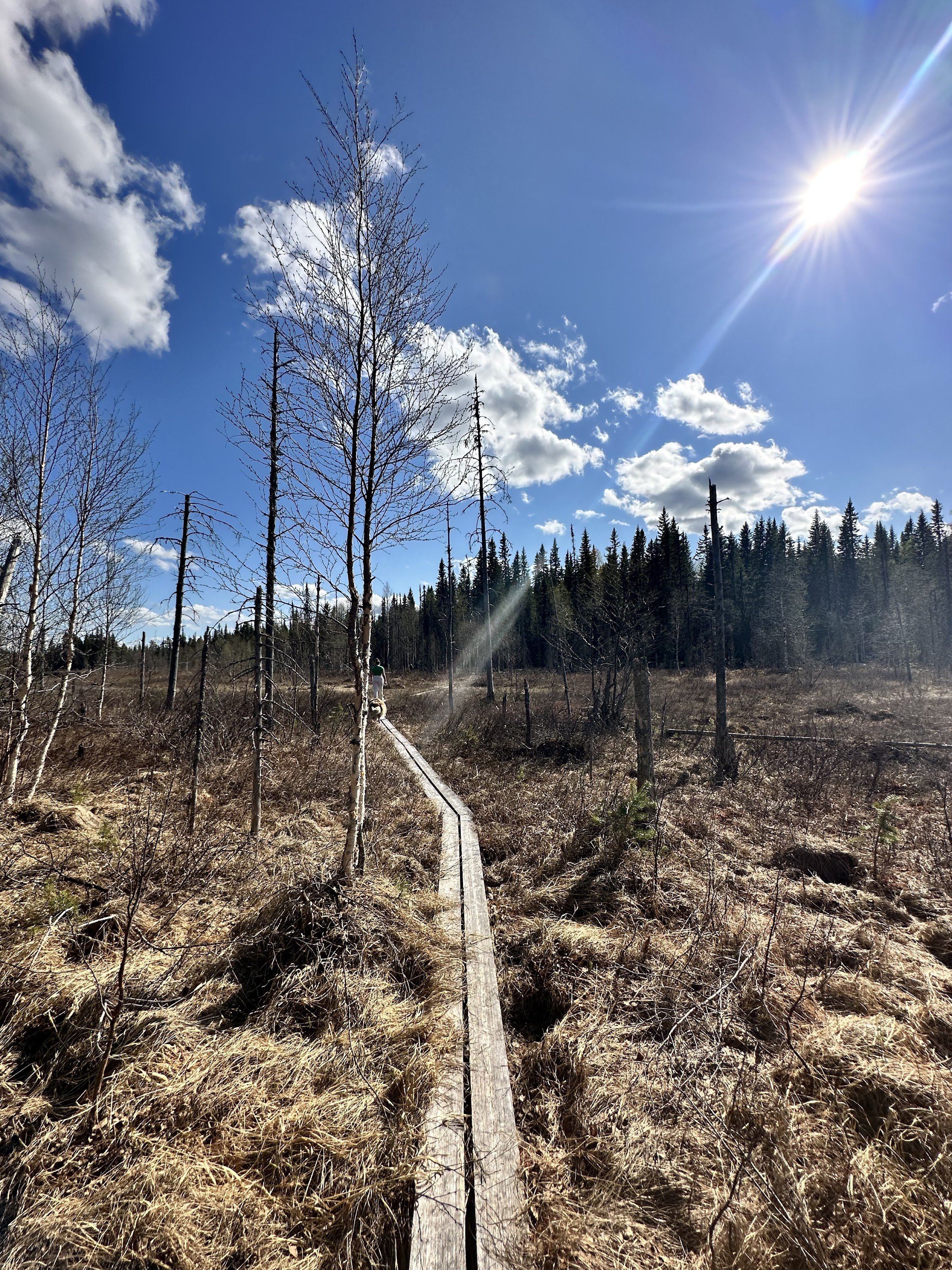 Öjsjömyrarna Nature Reserve